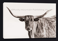 Bindle Longhorn in Black and White Portrait art by Summer Jackman