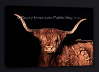 Highland Shadow Longhorn Cattle Portrait Art by Summer Jackman