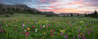 Colorado Wildflower Pano 1 artwork by Rob Greebon