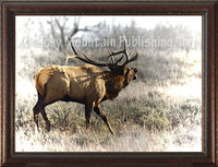 Bull Elk – Framed Giclee Canvas by Mitchell Mansanarez