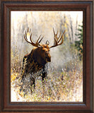 Bull Moose – Framed Giclee Canvas by Mitchell Mansanarez