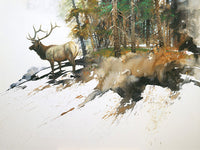 High Country Elk by Morten E. Solberg