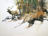 High Country Elk by Morten E. Solberg