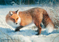 Winter Fox by Nancy Glazier