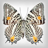 Clown Butterfly underside - Art Prints by Richard Reynolds