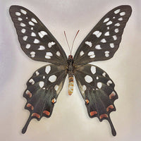 Madagascan Swallowtail - Art Prints by Richard Reynolds