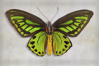 Priams Birdwing - Art Prints by Richard Reynolds