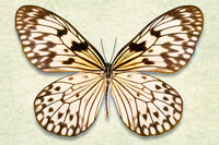 Rice Paper Butterfly - Art Prints by Richard Reynolds