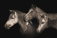 Three Ponies by Robert Dawson