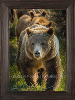 Bear Pictures - In Line by Summer Jackman