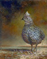 Southwest Beauty Quail Wildlife Art Prints by Vickie McMillan-Hayes