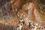 Spotted Leopard Art Prints by Vicki McMillan-Hayes