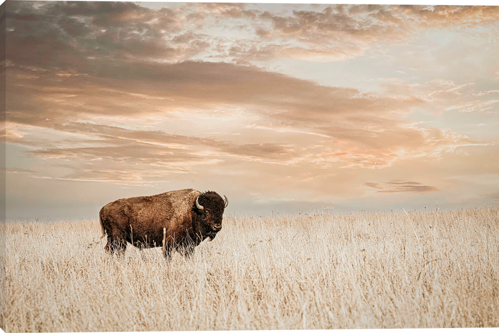 American Bison Gallery Wrapped Giclee canvas art prints by Teri James Photo Artist