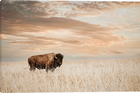 American Bison Gallery Wrapped Giclee canvas art prints by Teri James Photo Artist