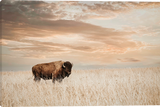 American Bison Gallery Wrapped Giclee canvas art prints by Teri James Photo Artist