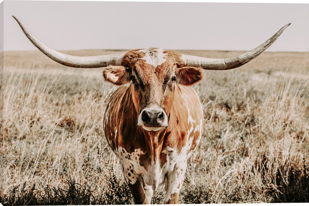 Close and Personal Longhorn Male Gallery Wrapped Giclee Canvas art prints by Teri James Photo Artist