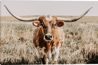 Close and Personal Longhorn Male Gallery Wrapped Giclee Canvas art prints by Teri James Photo Artist