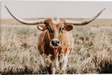 Close and Personal Longhorn Male Gallery Wrapped Giclee Canvas art prints by Teri James Photo Artist