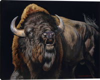 Bad to the Bone - American Buffalo Bison Giclee canvas art prints by Dallen Lambson