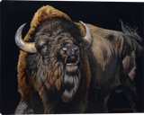 Bad to the Bone - American Buffalo Bison Giclee canvas art prints by Dallen Lambson