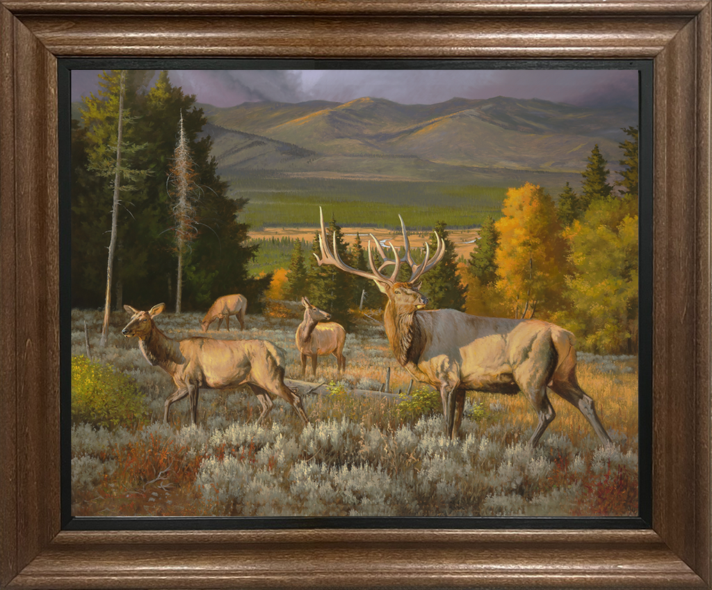 Wilderness Royalty Elk Custom Framed Giclee canvas art prints by Dallen Lambson