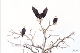 Bald Eagles Wild Bird Artwork Gallery Wrapped Giclee Canvas print by Ryan Smith