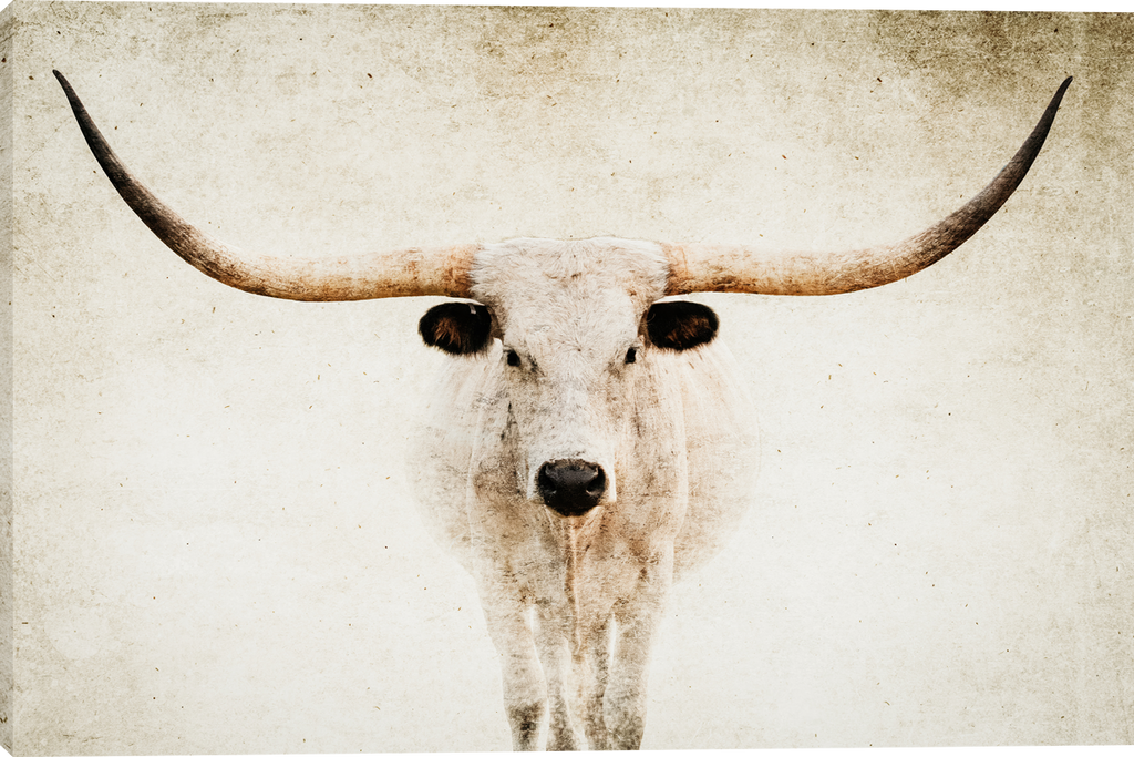Elegance Longhorn Cattle Gallery Wrapped Giclee Canvas Art Prints by Teri James Photo Artist