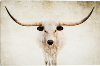 Elegance Longhorn Cattle Gallery Wrapped Giclee Canvas Art Prints by Teri James Photo Artist