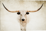 Elegance Longhorn Cattle Gallery Wrapped Giclee Canvas Art Prints by Teri James Photo Artist