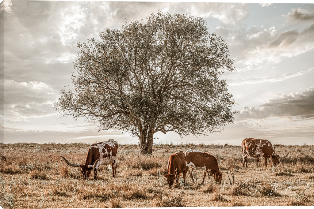 Longhorn Tree Cattle Giclee Gallery Wrapped Canvas art prints by Teri James Photo Artist
