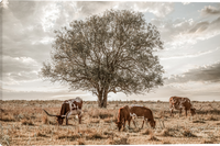 Longhorn Tree Cattle Giclee Gallery Wrapped Canvas art prints by Teri James Photo Artist