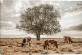 Longhorn Tree Cattle Giclee Gallery Wrapped Canvas art prints by Teri James Photo Artist