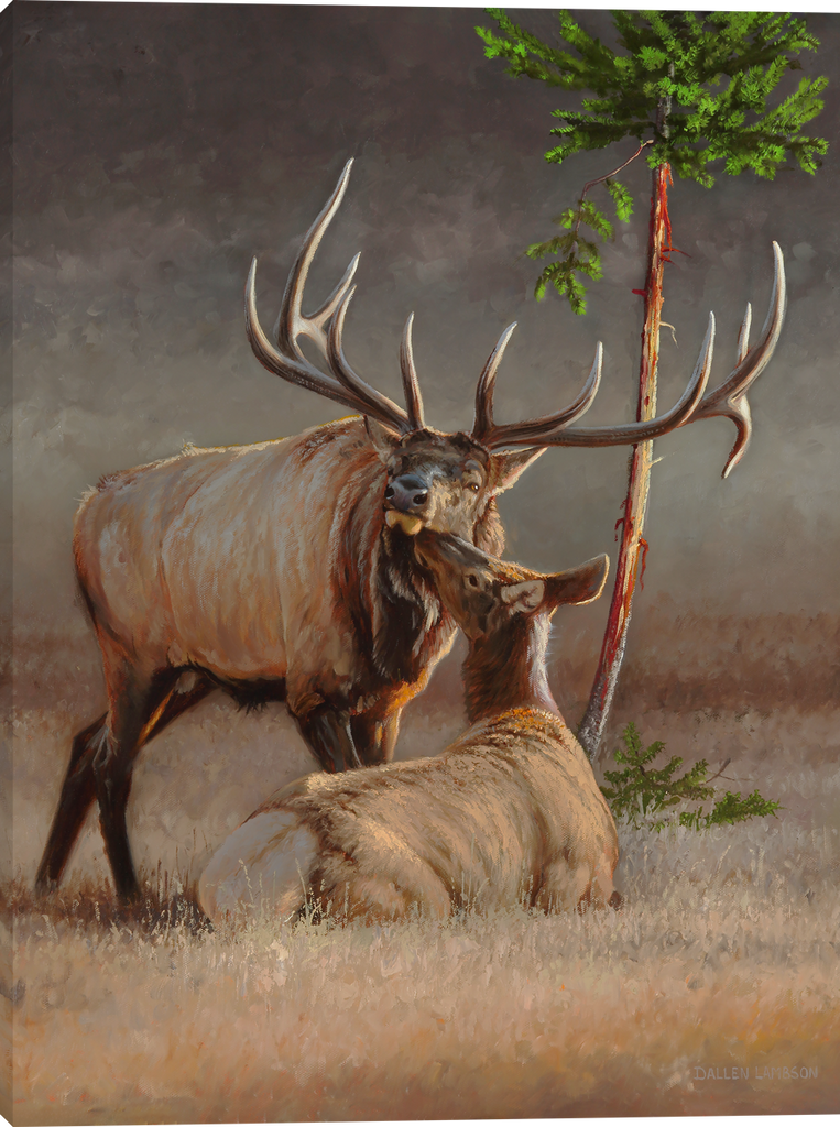Majestic Affection Elk Gallery Wrapped Canvas art prints by Dallen Lambson