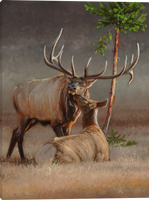 Majestic Affection Elk Gallery Wrapped Canvas art prints by Dallen Lambson