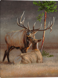 Majestic Affection Elk Gallery Wrapped Canvas art prints by Dallen Lambson