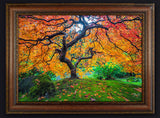 Custom Framed Giclee Canvas Print Firebolt Autumn Colors by Mickey Shannon