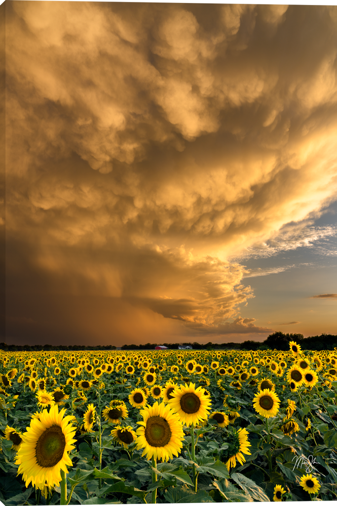 A dramatic landscape photograph of a sunflower field under a massive, golden-orange storm cloud at sunset.  Kansas Summer Nights giclee canvas art prints by Mickey Shannon.