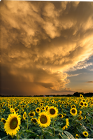 A dramatic landscape photograph of a sunflower field under a massive, golden-orange storm cloud at sunset.  Kansas Summer Nights giclee canvas art prints by Mickey Shannon.