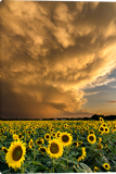 A dramatic landscape photograph of a sunflower field under a massive, golden-orange storm cloud at sunset.  Kansas Summer Nights giclee canvas art prints by Mickey Shannon.