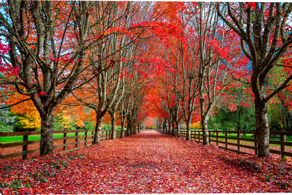 A scenic autumn pathway lined with tall trees in vivid red, orange, and yellow foliage, with a thick carpet of fallen leaves covering the ground and wooden fences on both sides.  Red Carpet Road giclee canvas art prints by Mickey Shannon artist.