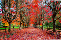 A scenic autumn pathway lined with tall trees in vivid red, orange, and yellow foliage, with a thick carpet of fallen leaves covering the ground and wooden fences on both sides.  Red Carpet Road giclee canvas art prints by Mickey Shannon artist.