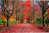 A scenic autumn pathway lined with tall trees in vivid red, orange, and yellow foliage, with a thick carpet of fallen leaves covering the ground and wooden fences on both sides.  Red Carpet Road giclee canvas art prints by Mickey Shannon artist.