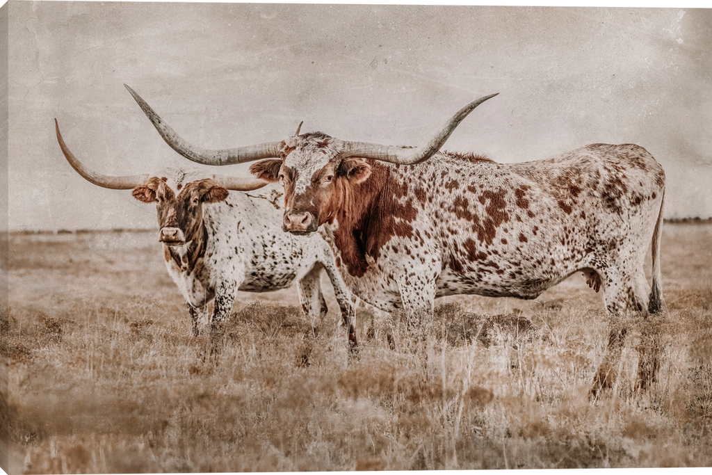 Rustic Pairing Longhorn Cattle Gallery Wrapped Giclee canvas art prints by Teri James Photo Artist