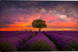 Field of Dreams Gallery wrapped giclee canvas art print by Ryan Smith Artist