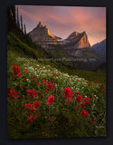 Gallery Wrapped Giclee Canvas of Glacier Paintbrush Canvas Art by Ryan Smith