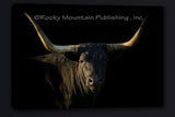 Blackout Gallery Wrapped Giclee Canvas print Longhorn art by Summer Jackman