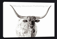 Lefty the Longhorn Steer Giclee canvas print by Summer Jackman