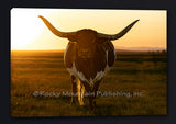 Longhorn Sunset Gallery Wrapped Giclee canvas artwork by Summer Jackman