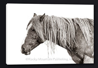 Desert Dreamer Horse Artwork by Summer Jackman