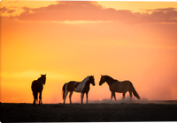 Sundown Horses Gallery Wrapped Giclee canvas artwork by Summer Jackman